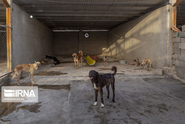 حیاتِ پناهگاه