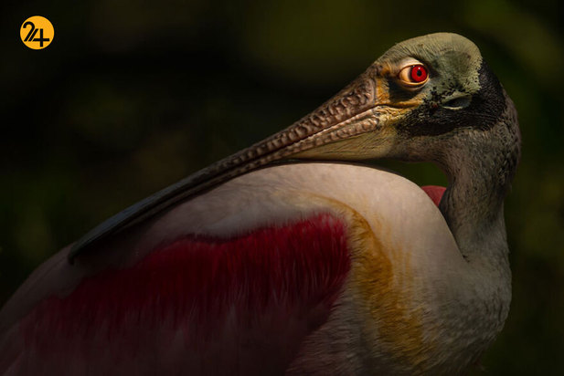 مسابقه عکس رنگی ایندپندنت