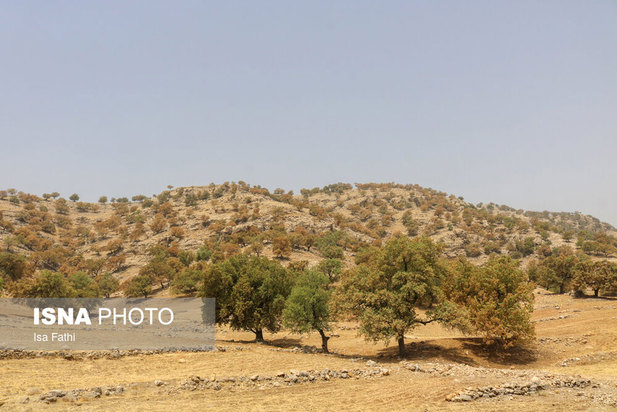 آفت به جان جنگل‌های بلوط کهگیلویه و بویراحمد