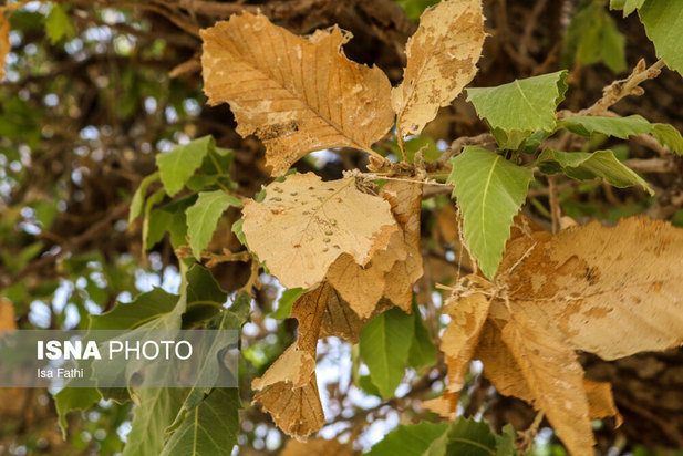 آفت به جان جنگل‌های بلوط کهگیلویه و بویراحمد