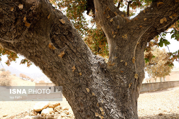 آفت به جان جنگل‌های بلوط کهگیلویه و بویراحمد