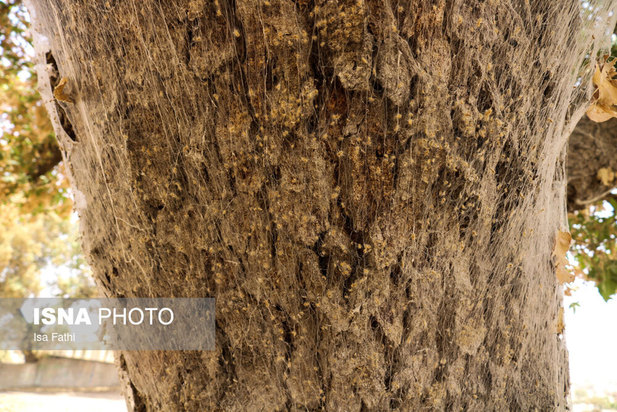 آفت به جان جنگل‌های بلوط کهگیلویه و بویراحمد