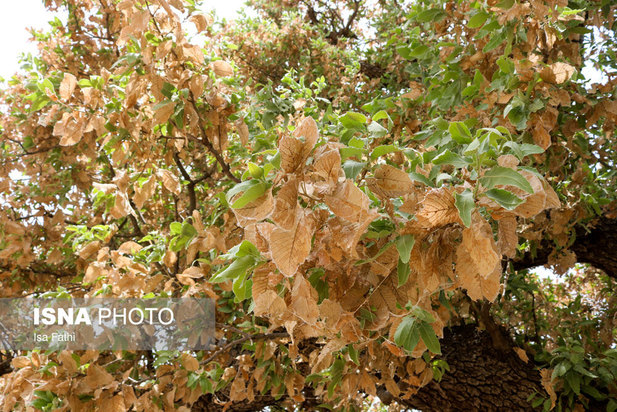 آفت به جان جنگل‌های بلوط کهگیلویه و بویراحمد