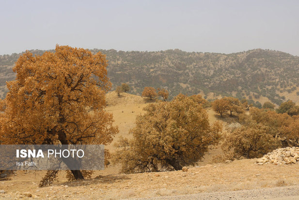 آفت به جان جنگل‌های بلوط کهگیلویه و بویراحمد