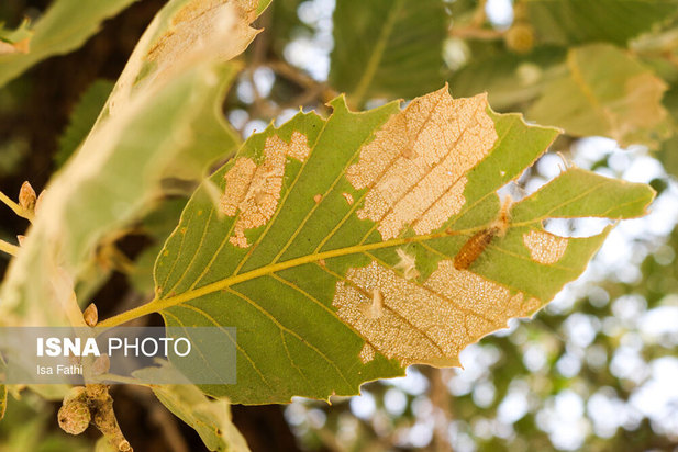 آفت به جان جنگل‌های بلوط کهگیلویه و بویراحمد