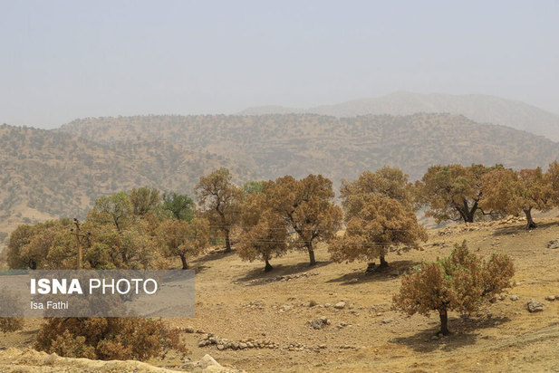 آفت به جان جنگل‌های بلوط کهگیلویه و بویراحمد