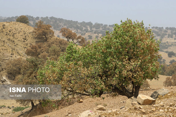 آفت به جان جنگل‌های بلوط کهگیلویه و بویراحمد
