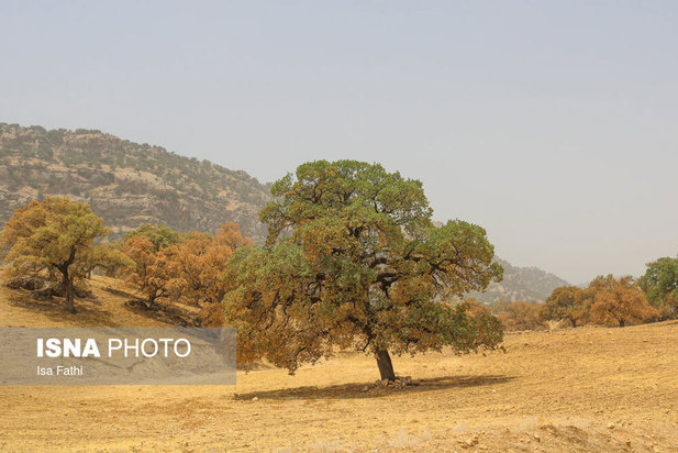 آفت به جان جنگل‌های بلوط کهگیلویه و بویراحمد