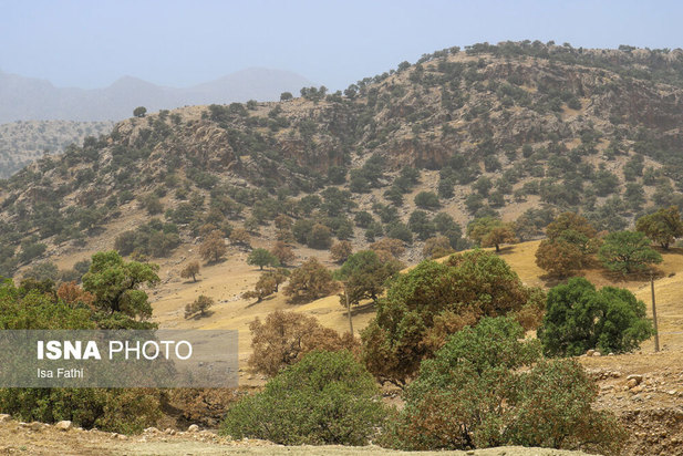 آفت به جان جنگل‌های بلوط کهگیلویه و بویراحمد