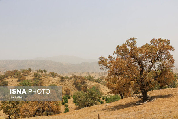 آفت به جان جنگل‌های بلوط کهگیلویه و بویراحمد