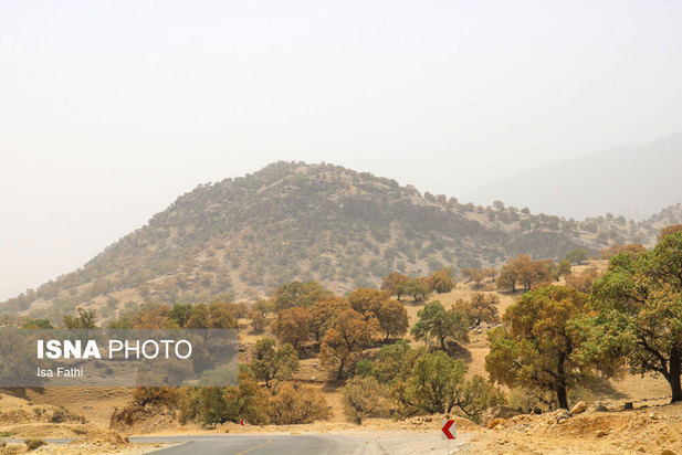 آفت به جان جنگل‌های بلوط کهگیلویه و بویراحمد