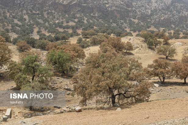 آفت به جان جنگل‌های بلوط کهگیلویه و بویراحمد