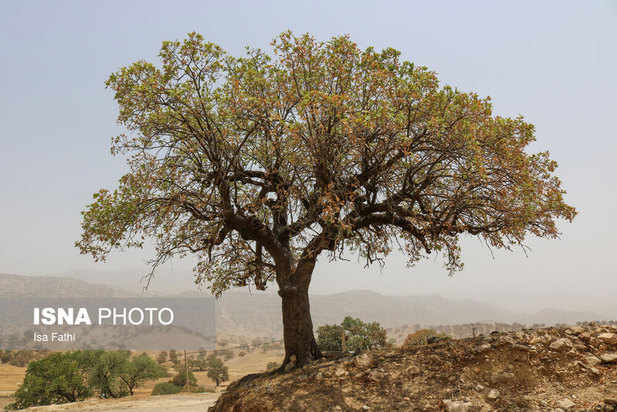 آفت به جان جنگل‌های بلوط کهگیلویه و بویراحمد