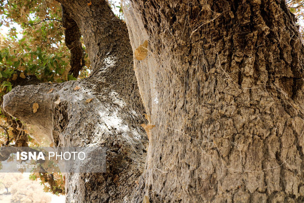 آفت به جان جنگل‌های بلوط کهگیلویه و بویراحمد