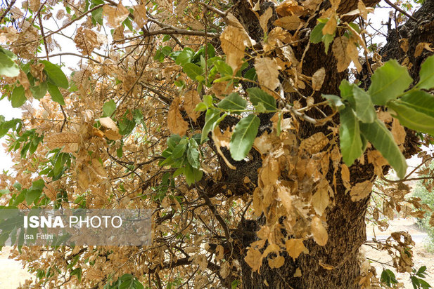 آفت به جان جنگل‌های بلوط کهگیلویه و بویراحمد