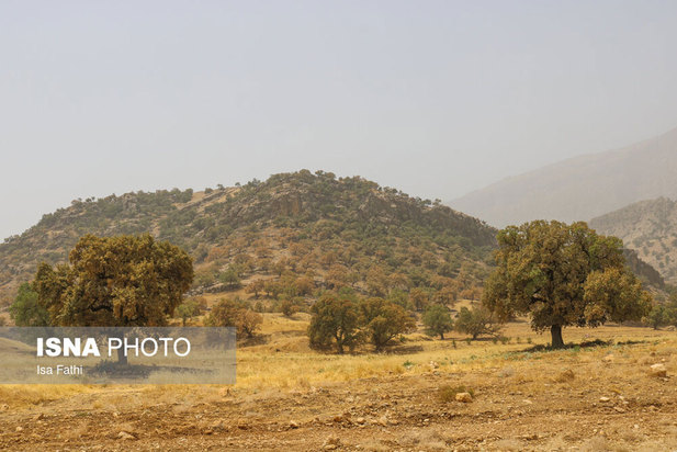 آفت به جان جنگل‌های بلوط کهگیلویه و بویراحمد