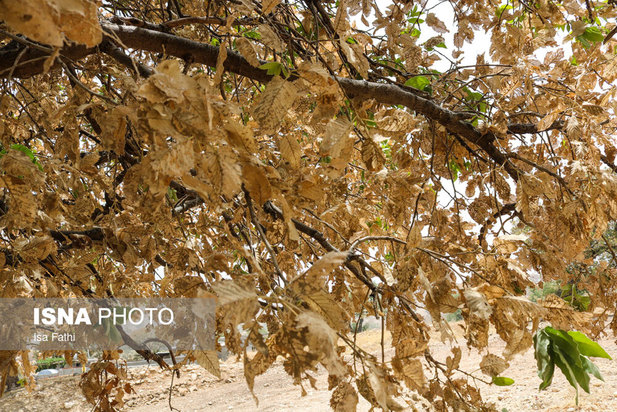 آفت به جان جنگل‌های بلوط کهگیلویه و بویراحمد