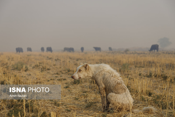 هورالعظیم در آتش