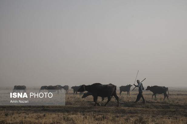 هورالعظیم در آتش