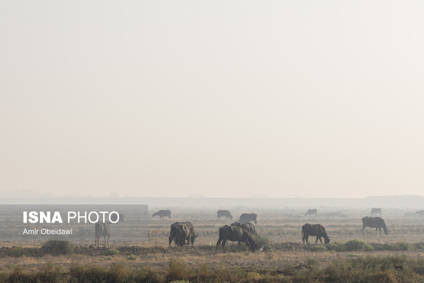 هورالعظیم در آتش