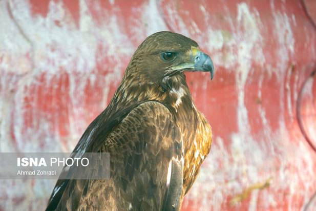 رهاسازی پرندگان شکاری در قم