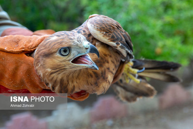 رهاسازی پرندگان شکاری در قم