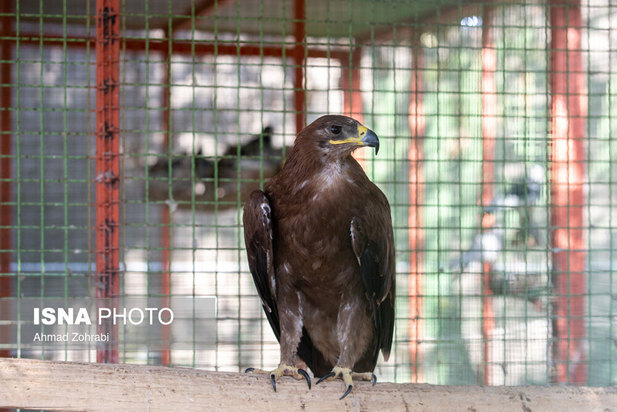 رهاسازی پرندگان شکاری در قم