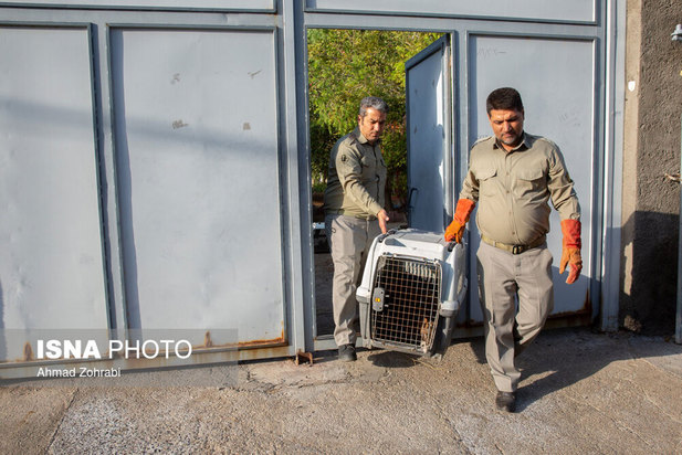 رهاسازی پرندگان شکاری در قم