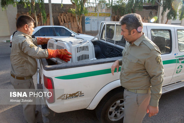 رهاسازی پرندگان شکاری در قم