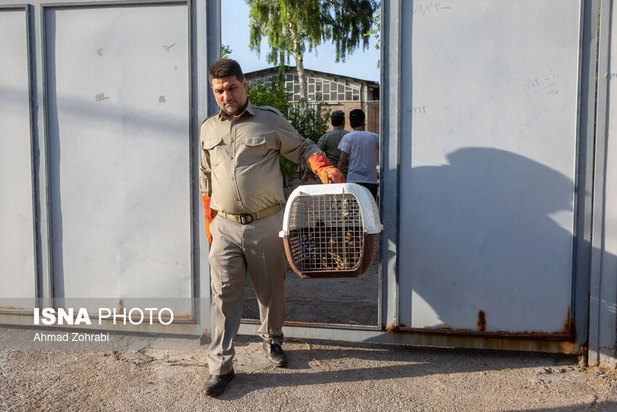 رهاسازی پرندگان شکاری در قم