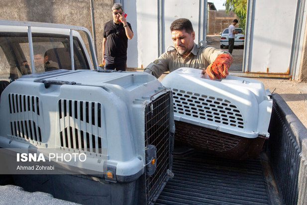 رهاسازی پرندگان شکاری در قم