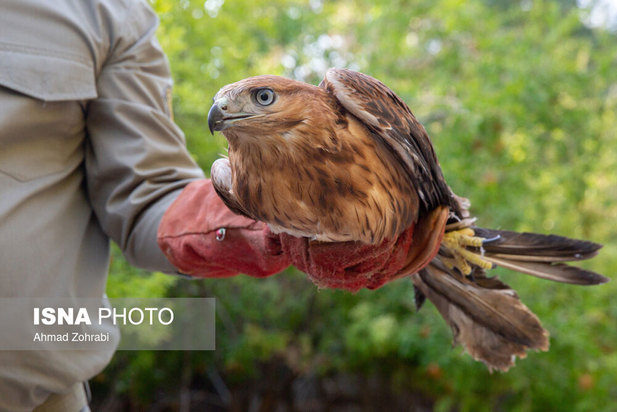 رهاسازی پرندگان شکاری در قم