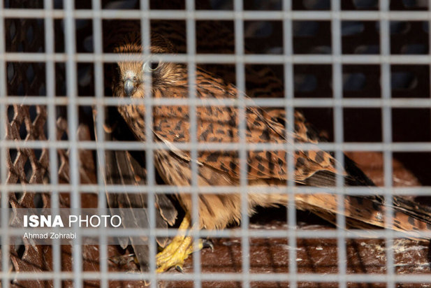 رهاسازی پرندگان شکاری در قم