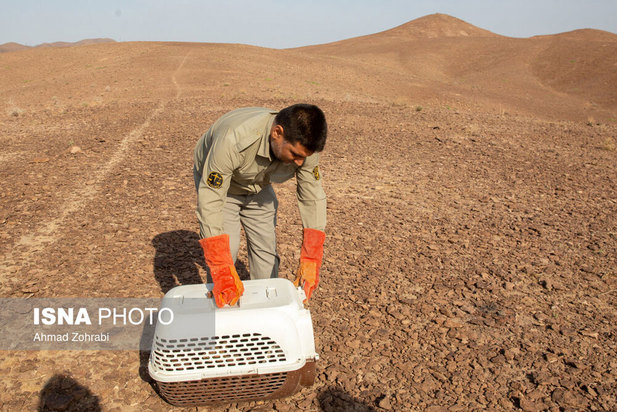 رهاسازی پرندگان شکاری در قم