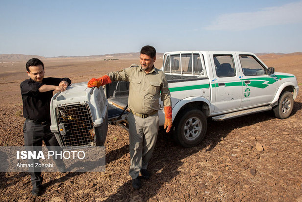 رهاسازی پرندگان شکاری در قم