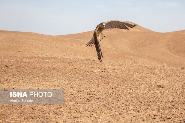 رهاسازی پرندگان شکاری در قم