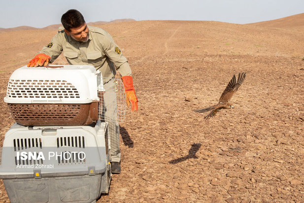 رهاسازی پرندگان شکاری در قم