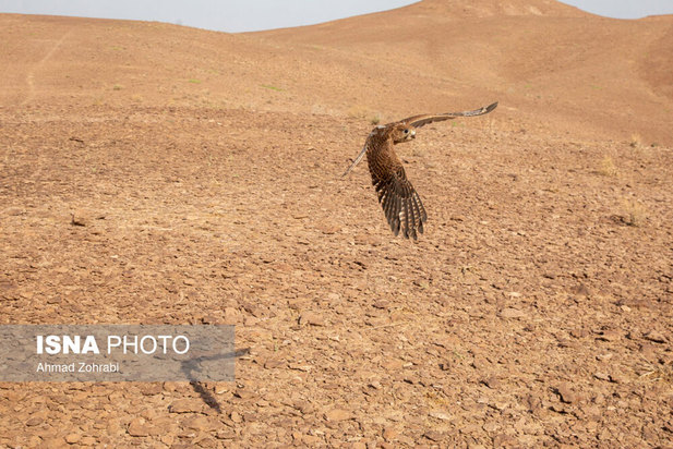 رهاسازی پرندگان شکاری در قم