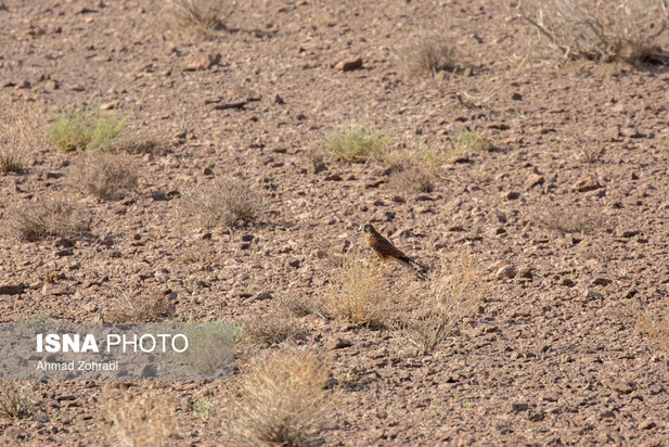 رهاسازی پرندگان شکاری در قم