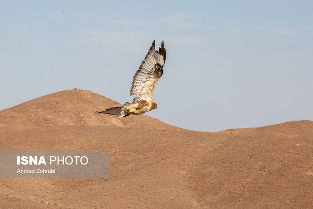 رهاسازی پرندگان شکاری در قم