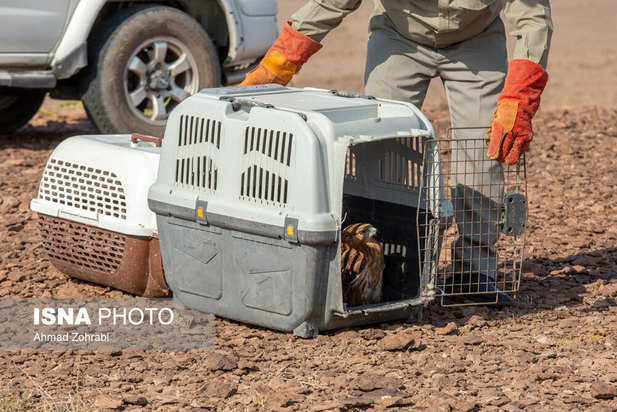رهاسازی پرندگان شکاری در قم