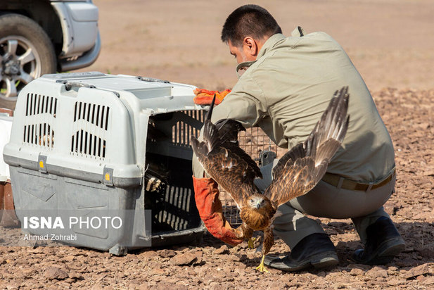 رهاسازی پرندگان شکاری در قم