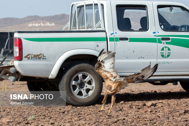 رهاسازی پرندگان شکاری در قم