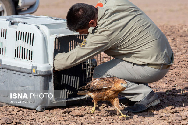 رهاسازی پرندگان شکاری در قم