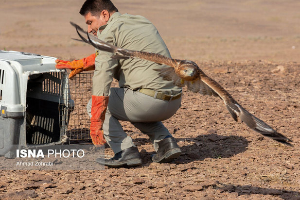 رهاسازی پرندگان شکاری در قم