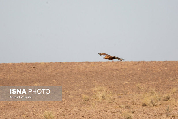 رهاسازی پرندگان شکاری در قم