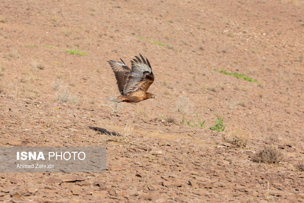 رهاسازی پرندگان شکاری در قم
