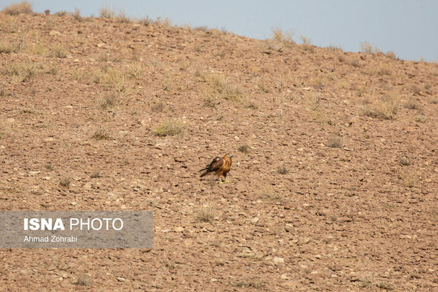 رهاسازی پرندگان شکاری در قم