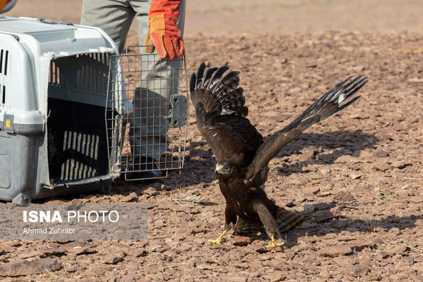 رهاسازی پرندگان شکاری در قم