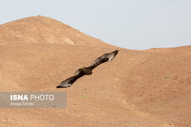 رهاسازی پرندگان شکاری در قم